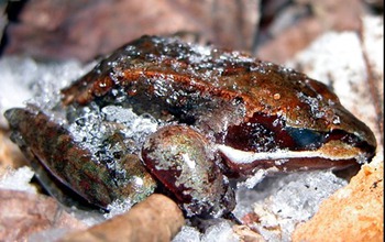 frozen wood frog on snow